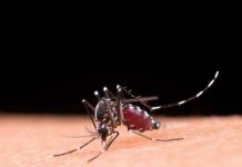 Combata a dengue: elimine os criadouros e proteja sua saúde