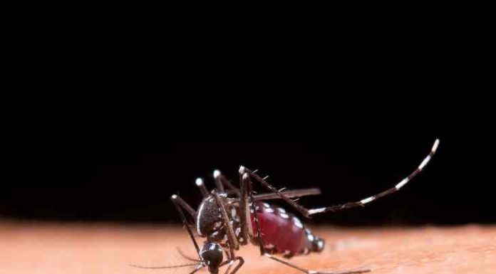 Combata a dengue: elimine os criadouros e proteja sua saúde