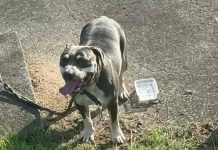 Pitbull deixa bebê ferido e cachorrinha morta durante ataque em SC