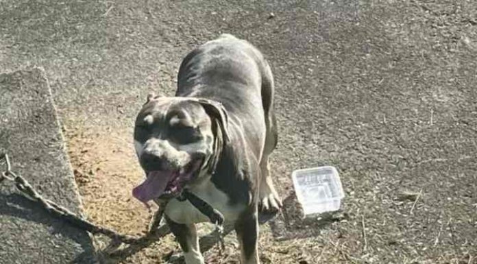 Pitbull deixa bebê ferido e cachorrinha morta durante ataque em SC