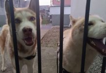 Cães são abandonados no pátio da DP de Balneário Camboriú