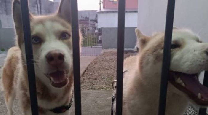 Cães são abandonados no pátio da DP de Balneário Camboriú