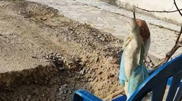 “Anjo” sobre a cadeira chama atenção da prefeitura para buraco no centro de Penha