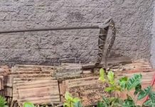 VÍDEO Cobra jararaca gigante é capturada em Jaraguá do Sul