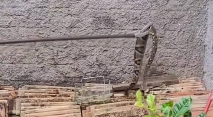 VÍDEO Cobra jararaca gigante é capturada em Jaraguá do Sul
