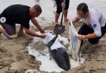 Guarda Municipal de Itapema ajuda no resgate de golfinho na Meia Praia