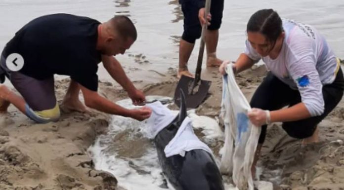 Guarda Municipal de Itapema ajuda no resgate de golfinho na Meia Praia