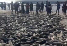 Pescadores de Bombinhas capturam cerca de 5 mil tainhas