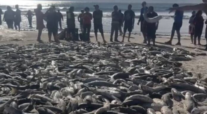 Pescadores de Bombinhas capturam cerca de 5 mil tainhas