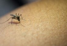 Em Piçarras, morre a 4ª vítima da dengue