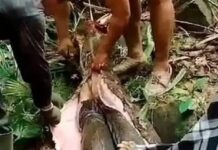 Mulher é encontrada morta dentro de cobra píton gigante