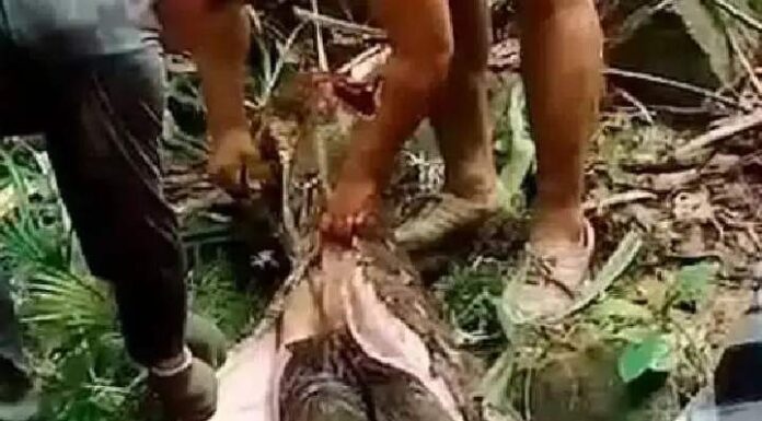 Mulher é encontrada morta dentro de cobra píton gigante