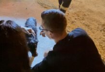 Cachorrinho morre carbonizado em incêndio na noite desta quarta-feira em Penha