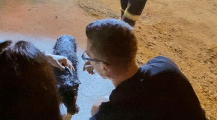 Cachorrinho morre carbonizado em incêndio na noite desta quarta-feira em Penha