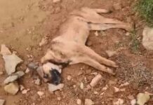 Moradores se deparam com cães torturados e mortos emPiçarras e Barra Velha