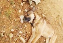 Protetora animal de Barra Velha denuncia que estão adotando cães para crimes de zoofilia