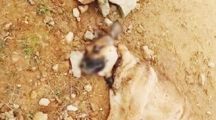 Protetora animal de Barra Velha denuncia que estão adotando cães para crimes de zoofilia