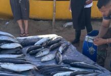 Tainhas começam a aparecer nas praias central e de Itajuba em Barra Velha