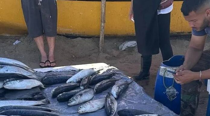 Tainhas começam a aparecer nas praias central e de Itajuba em Barra Velha