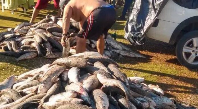 Mais de 3 mil e 500 tainhas são capturadas em Penha