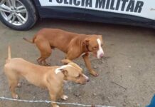 Pitbulls invadem casa e matam 21 galinhas em SC