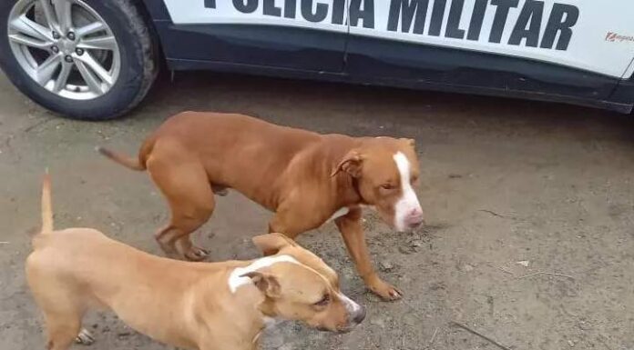 Pitbulls invadem casa e matam 21 galinhas em SC