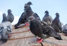 Delivery é fechado em SC depois de vender carne de pombo no lugar de frango