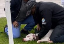 Criança de três anos é atacada por Pit Bull e fica ferida no rosto e pescoço em Navegantes