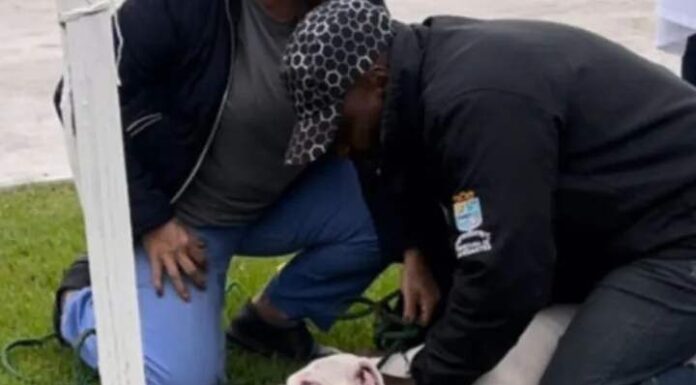 Criança de três anos é atacada por Pit Bull e fica ferida no rosto e pescoço em Navegantes