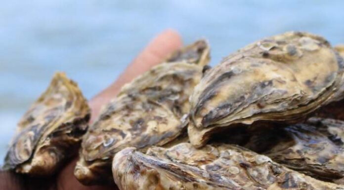 Consumo de moluscos está proibido em SC