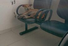 DESABRIGADOS Cães de rua estão dormindo no CIS Gravatá