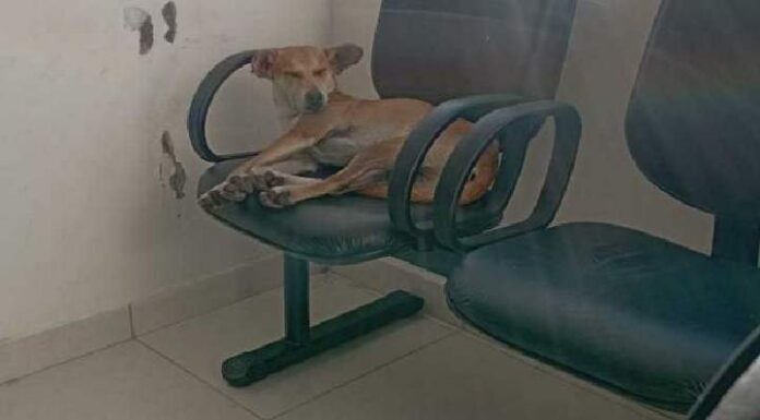 DESABRIGADOS Cães de rua estão dormindo no CIS Gravatá