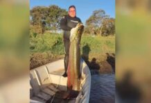 Pescadores capturam pirarucu de 1,90 m e 75 kg: ‘Maior experiência que poderíamos ter’