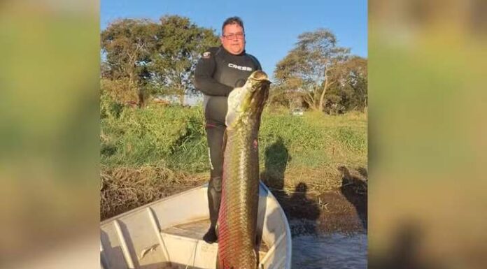 Pescadores capturam pirarucu de 1,90 m e 75 kg: ‘Maior experiência que poderíamos ter’
