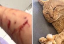 Gato dilacera braço da tutora e faz família ‘refém’ dentro da própria casa