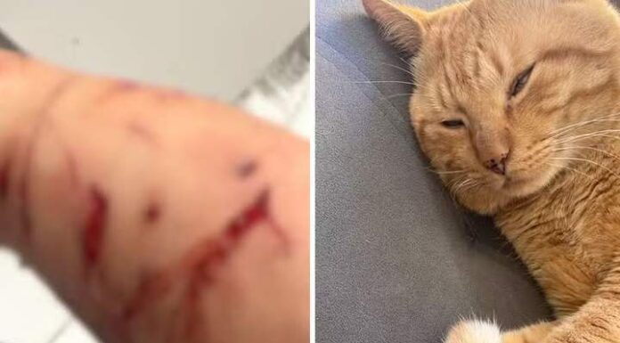 Gato dilacera braço da tutora e faz família ‘refém’ dentro da própria casa