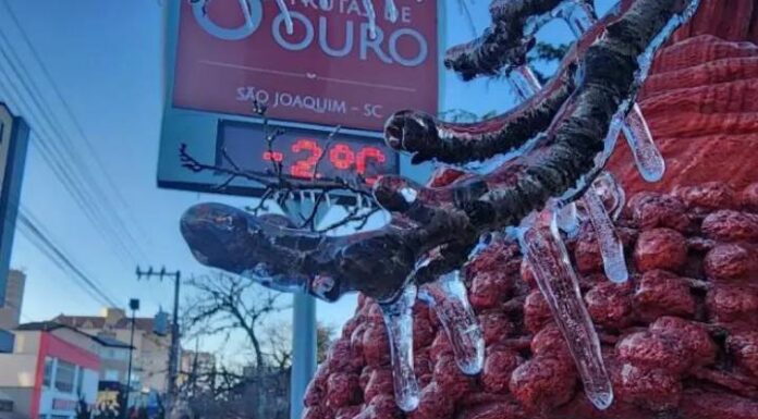 Serra de SC amanhece com temperaturas negativas e árvores congeladas