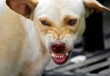 Idosa é morta por cão adotado em Apiúna