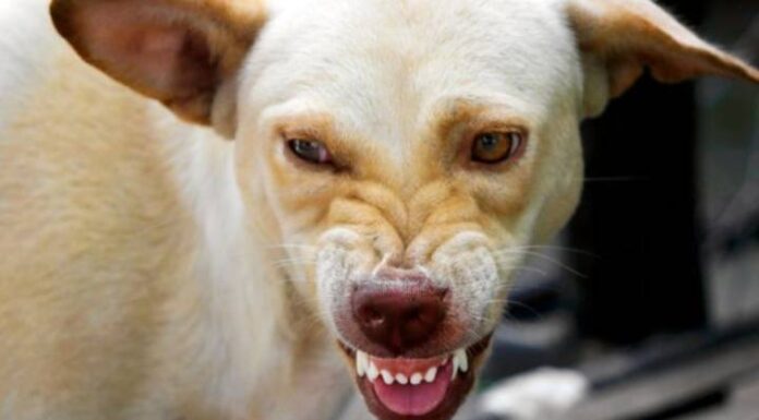 Idosa é morta por cão adotado em Apiúna