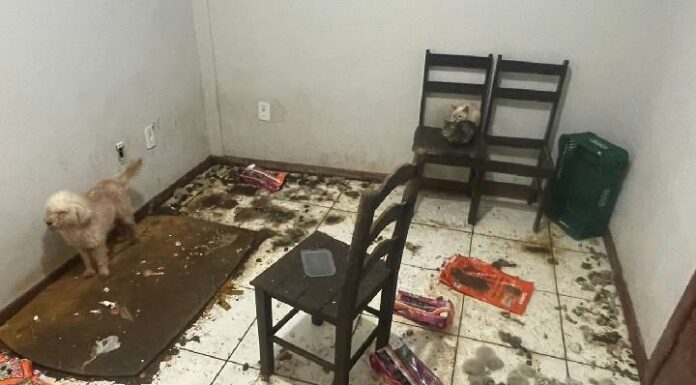 Animais são resgatados em ambiente de condições deploráveis