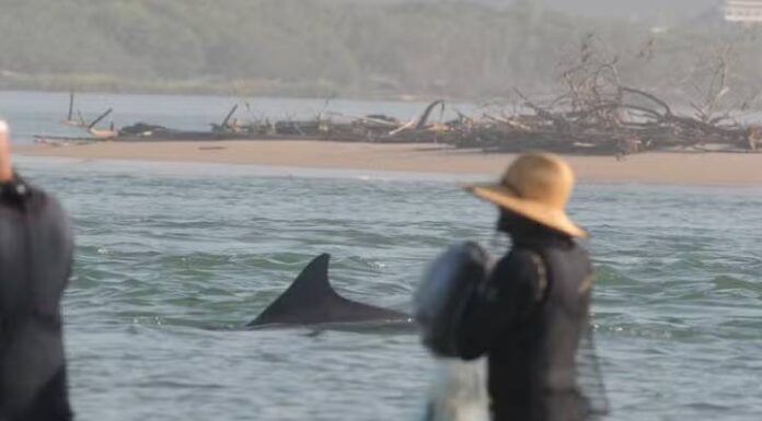 Boto que auxilia pescadores reaparece depois de 20 anos em SC