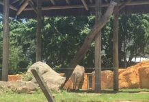 Elefante de zoológico fechado no Beto Carrero World tem transferência a SP suspensa após pedido de ONG