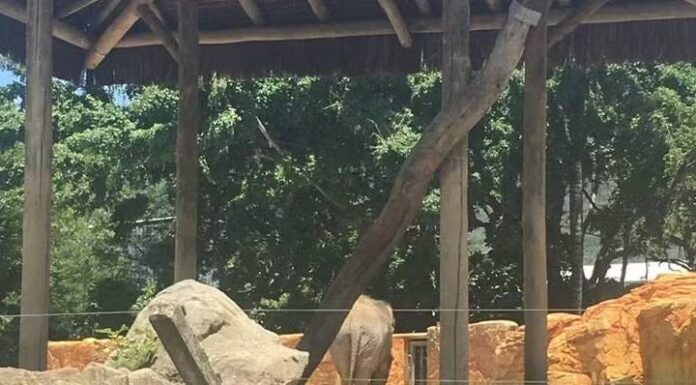 Elefante de zoológico fechado no Beto Carrero World tem transferência a SP suspensa após pedido de ONG
