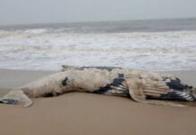 Baleia jubarte encalha na Praia de Balneário Piçarras