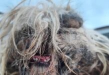 UM ANO SEM BANHO Tutora é multada por maus-tratos cães Yorkshire e Shih Tzu