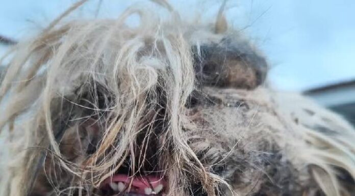 UM ANO SEM BANHO Tutora é multada por maus-tratos cães Yorkshire e Shih Tzu
