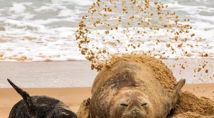 Filhote de Elefante Marinho nascido em SC é abandonado pela mãe