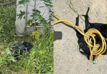 Corpo de homem em estado de decomposição é encontrado em Itajaí