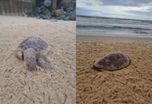 Tartaruga-de-pente é achada morta na divisa entre Barra Velha e Piçarras