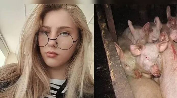 Jovem de 17 anos é devorada e morta por porcos ao ser deixada sozinha em casa